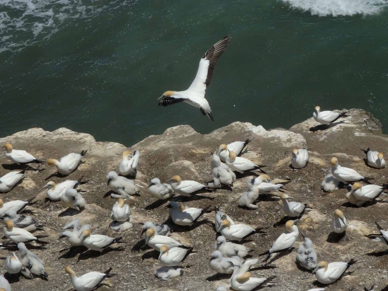 Gannet In Flight 9