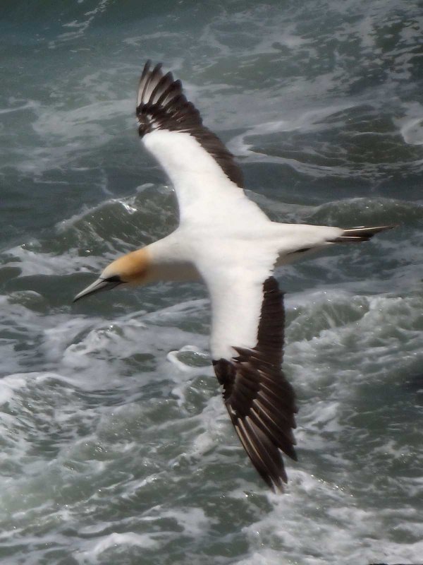 Gannet In Flight 2