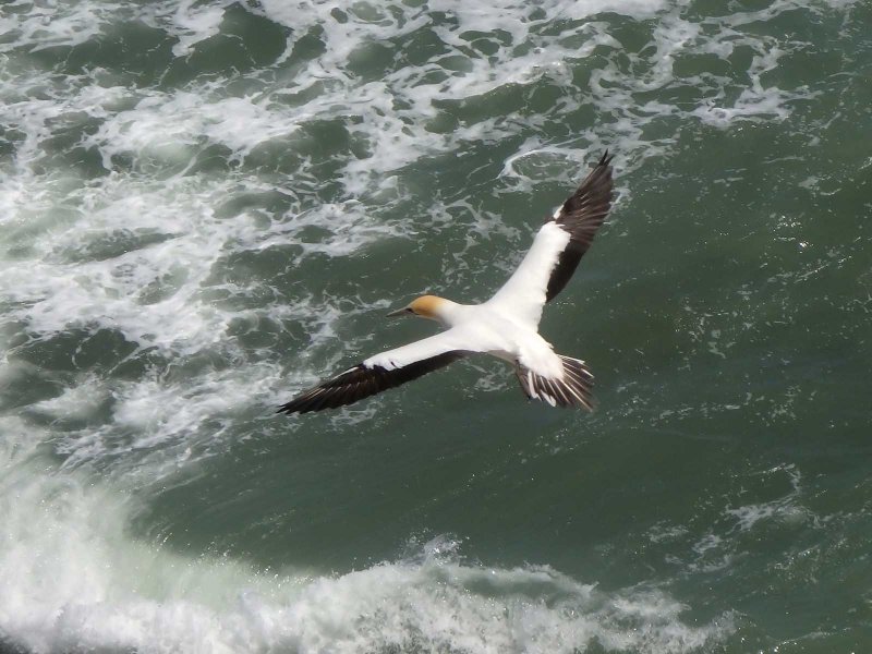 Gannet In Flight 5