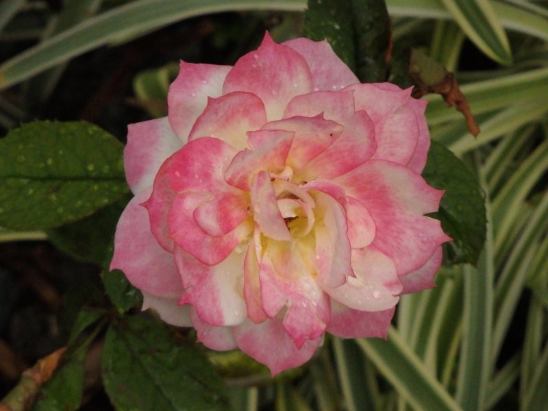 New Rose Next Morning