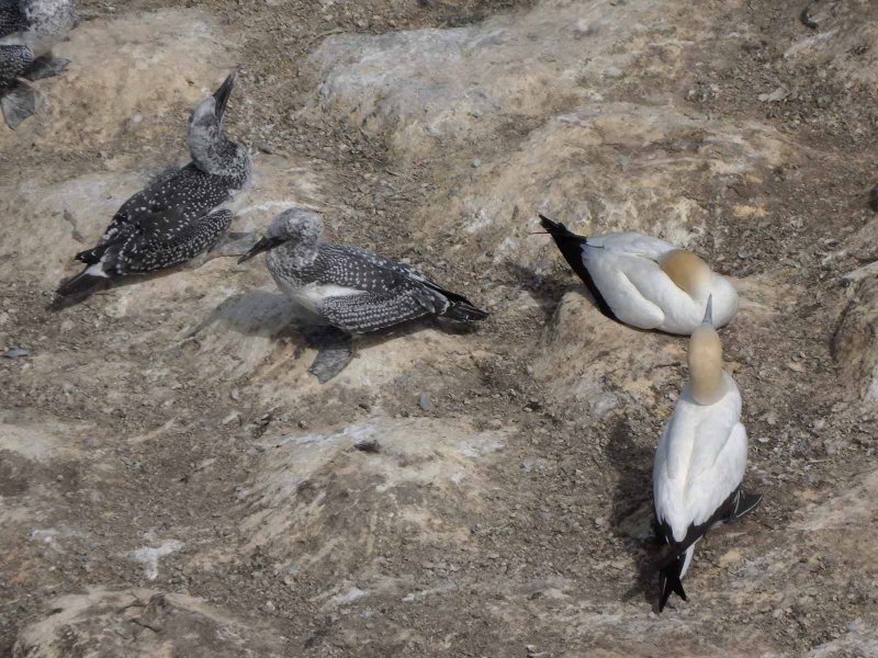 Gannets 2