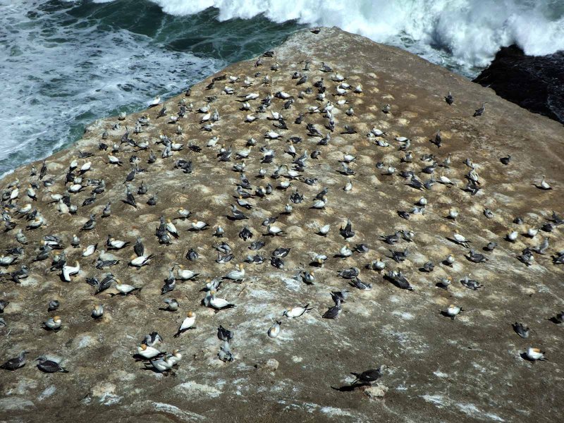 Northern Gannet Colony 1