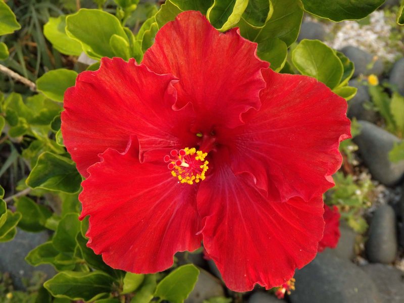 Hibiscus 3