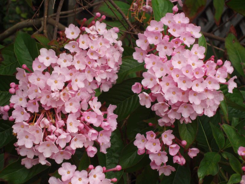 Flowery Bush