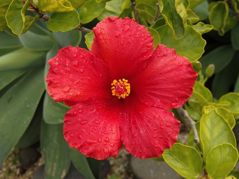Hibiscus 8