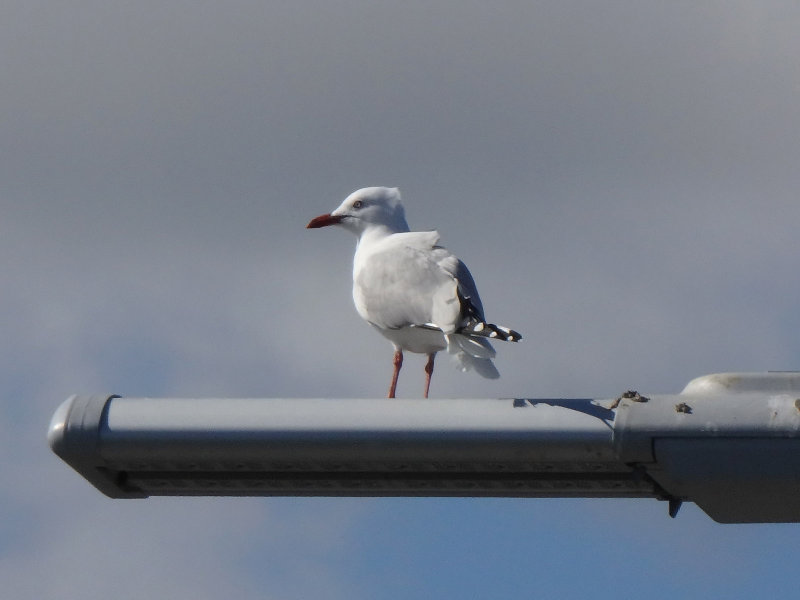 Gull 1