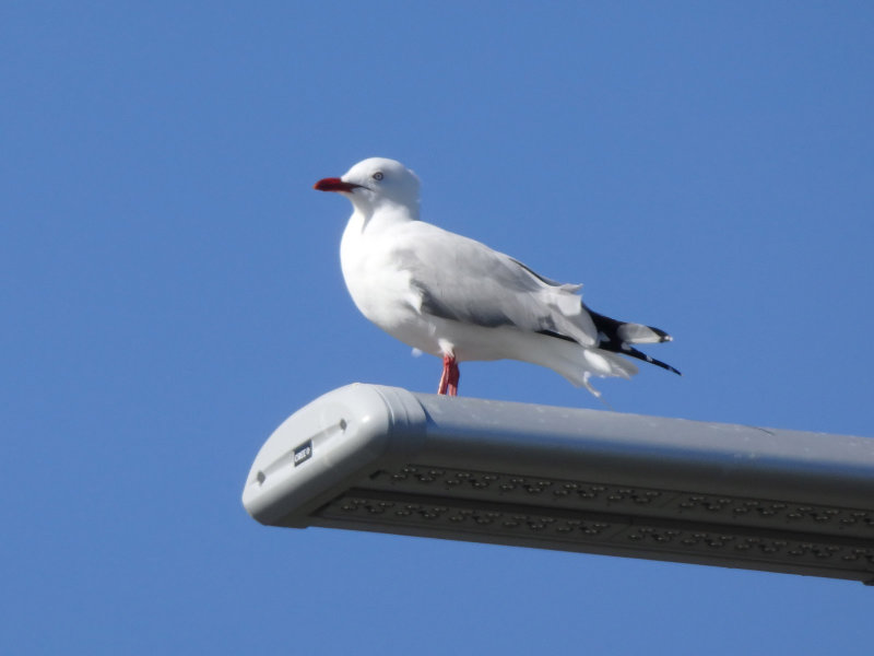 Gull 4