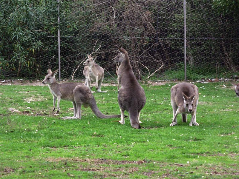Wallabies