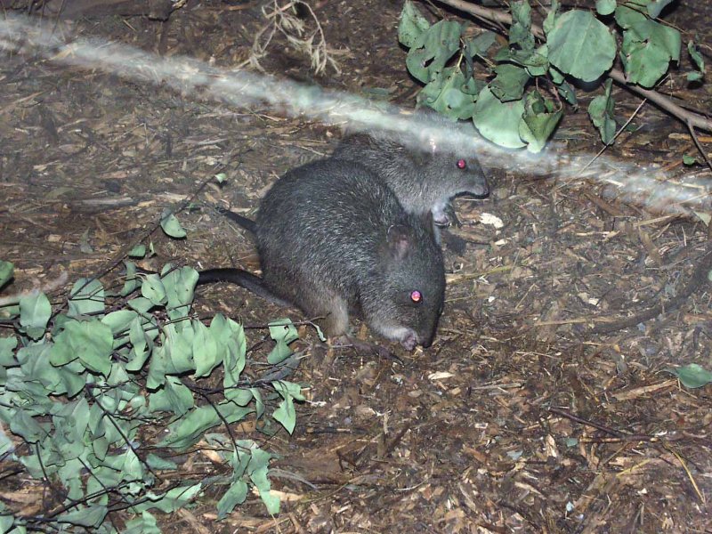 Antechinus 1