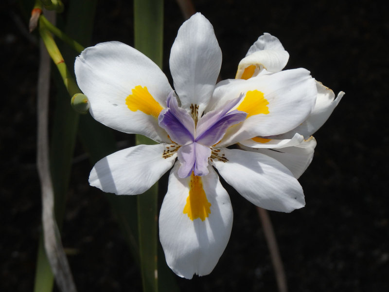 New Zealand Iris