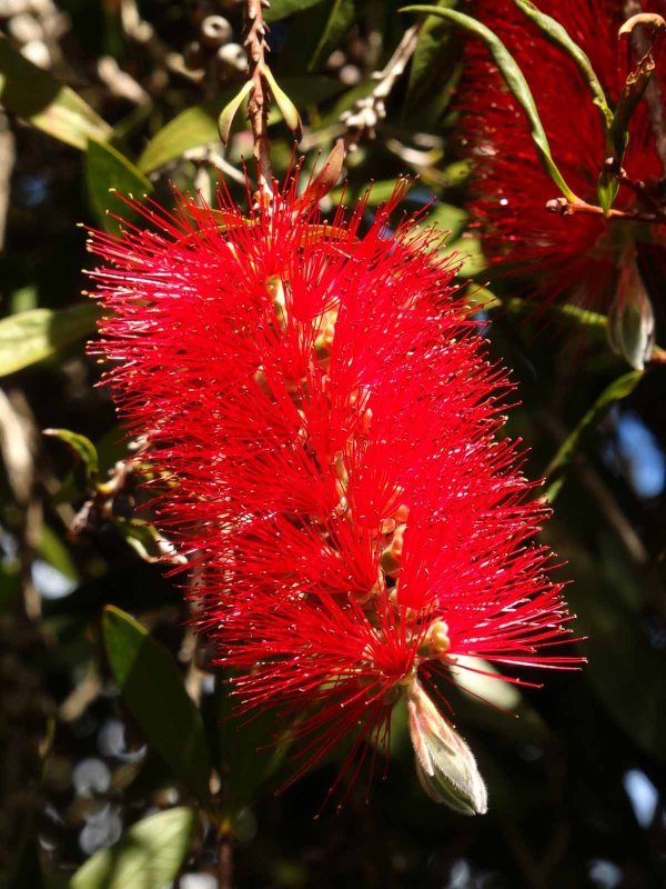Bottle Brush
