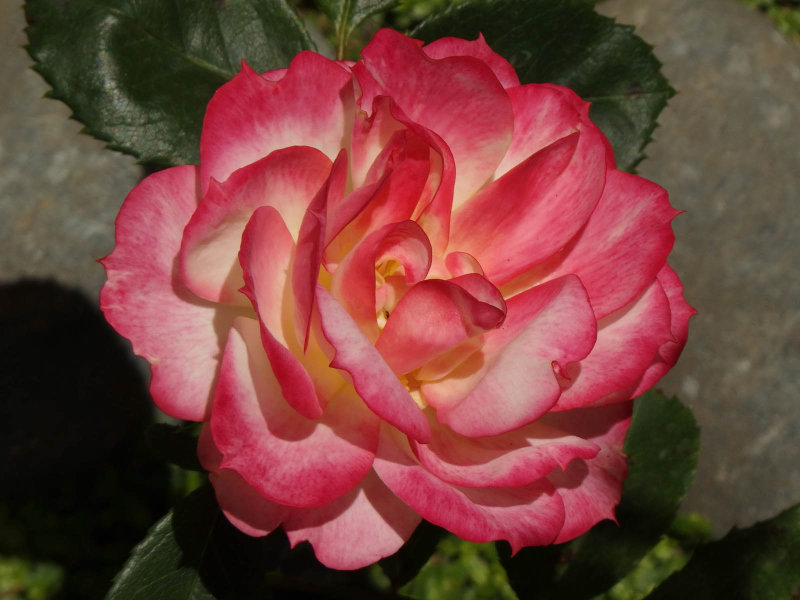 Sandras Rose 3