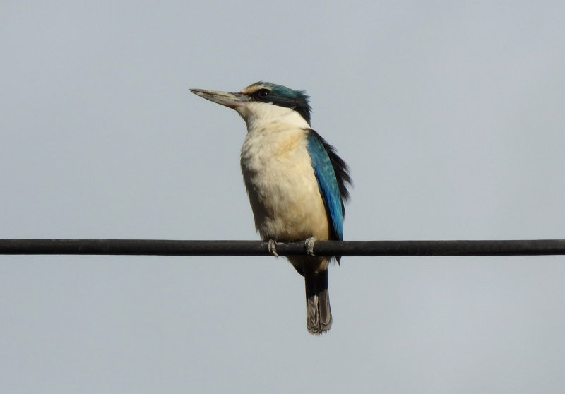 Kingfisher 3