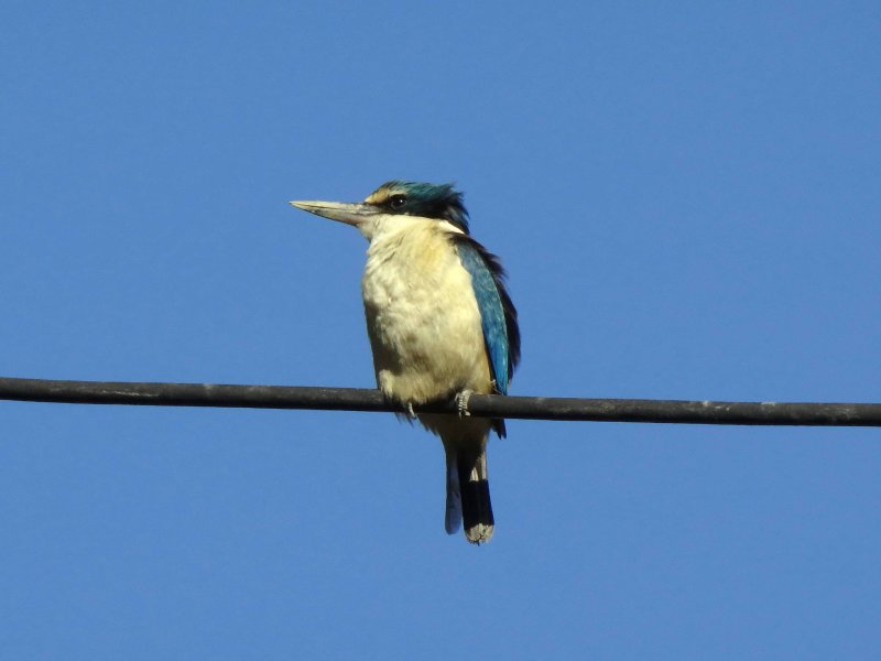 Kingfisher 1
