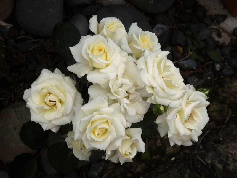 Cream Rose 1