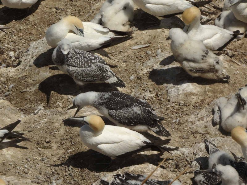 Gannets and Chicks 4