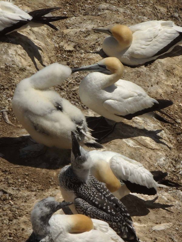 Gannets and Chicks 9