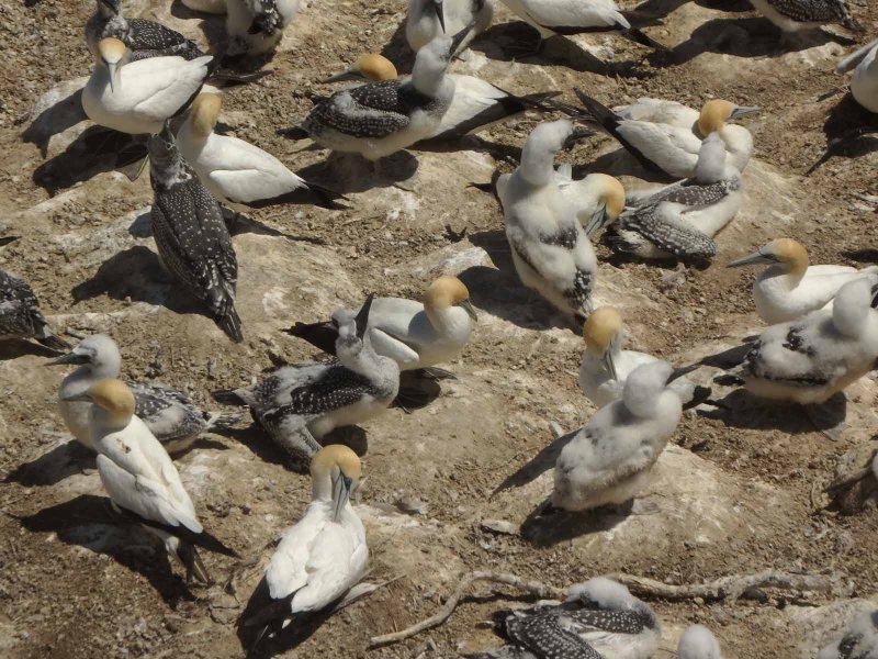 Gannets and Chicks 15