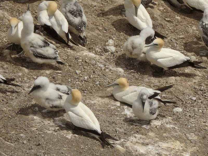 Gannets and Chicks 18