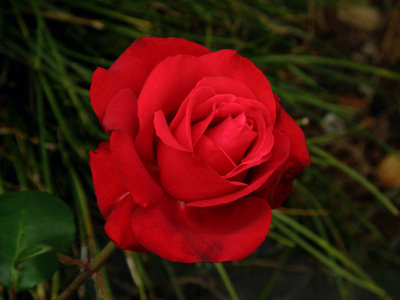 Rose 570-2.jpg