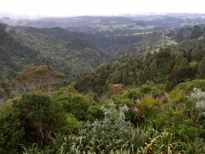 Waitakere Rain Forest