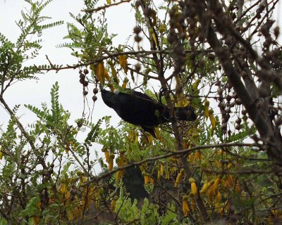 Tui feeding