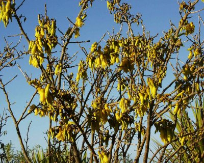 Wattle Tree