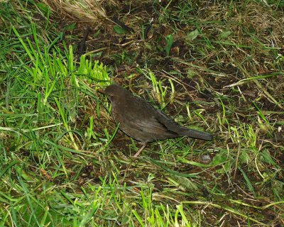 North Island Robin