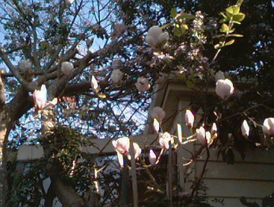 Magnolia