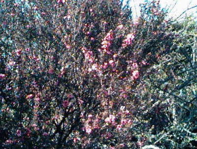 Manuka