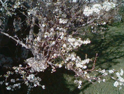 Plum-1