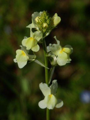 Toad Flax 1