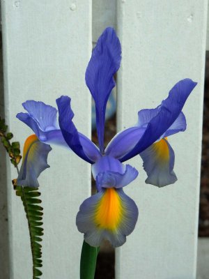 Iris 2