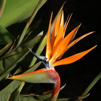 Bird of Paradise 1
