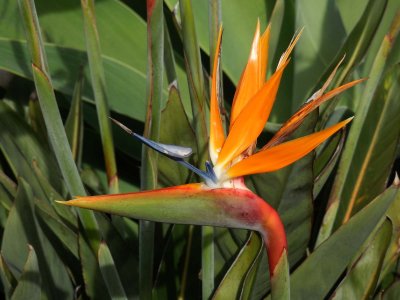 Bird of Paradise 2