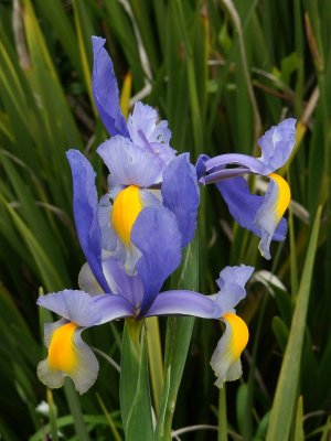 Iris 4