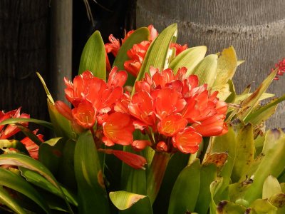 Clivia