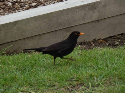 Blackbird