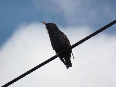 Starling