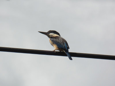 Kingfisher 2