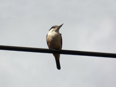 Kingfisher 3