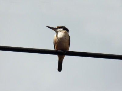 Kingfisher 4
