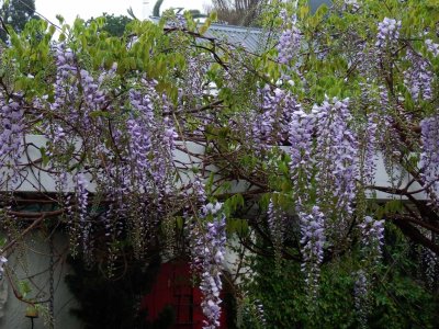 Wisteria 1