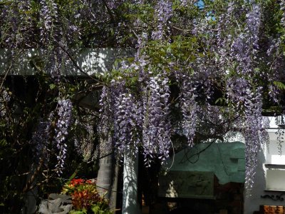 Wisteria 2