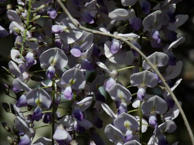 Wisteria 3
