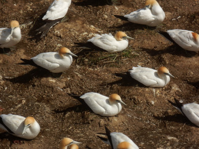 Gannet Colony 7