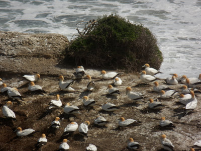 Gannet Colony 6