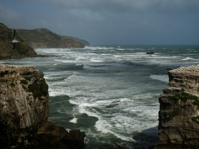 Gannet Colony 2