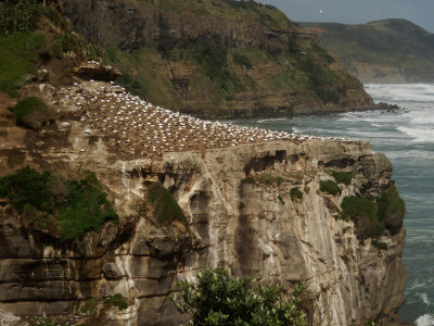 Gannet Colony 1