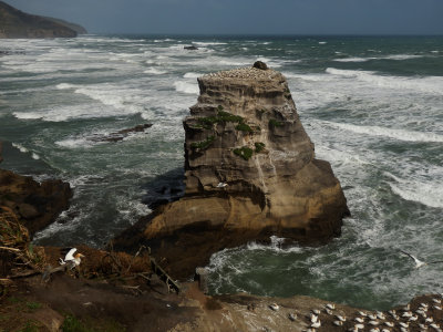Gannet Colony 3